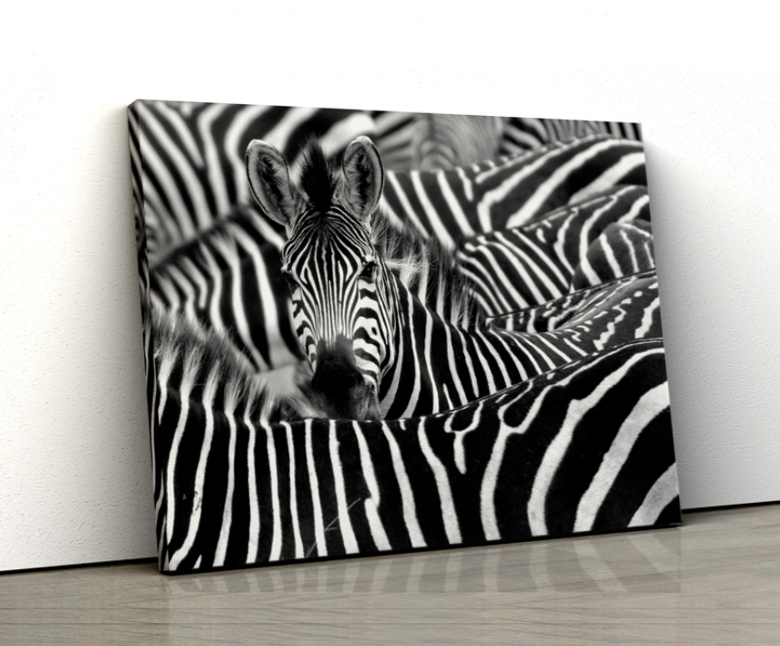 Tablou canvas cu zebre